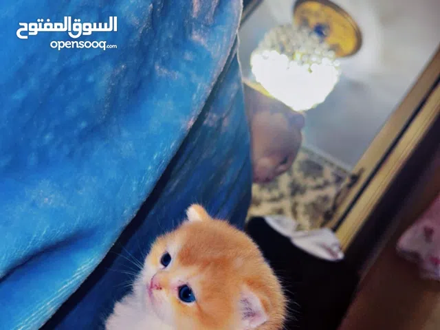 كيتنز  Scottish Ny12) ماشاءالله مستوى عالى آباء مسجله عمر 50 يوم