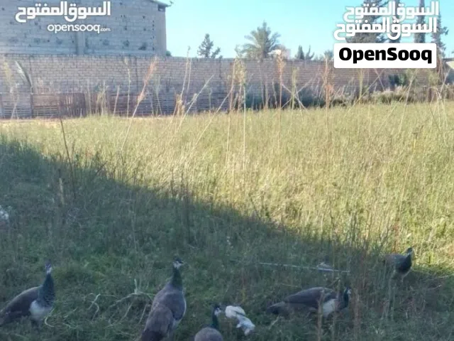 سته طاوس للبيع