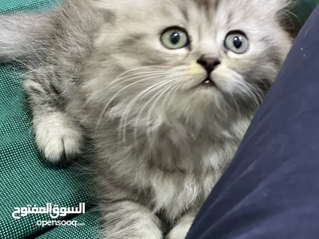 Adorable Siberian Kitten For Sell