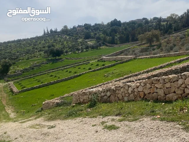 دنم ارض للبيع في السلط الصبيحي ميسره بالقرب من مطعم الطلع الغربيه