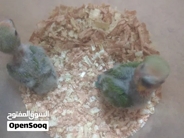 متاح بفضل الله فرخين بركديلو روز لعشاق الترويض انظر الوصف