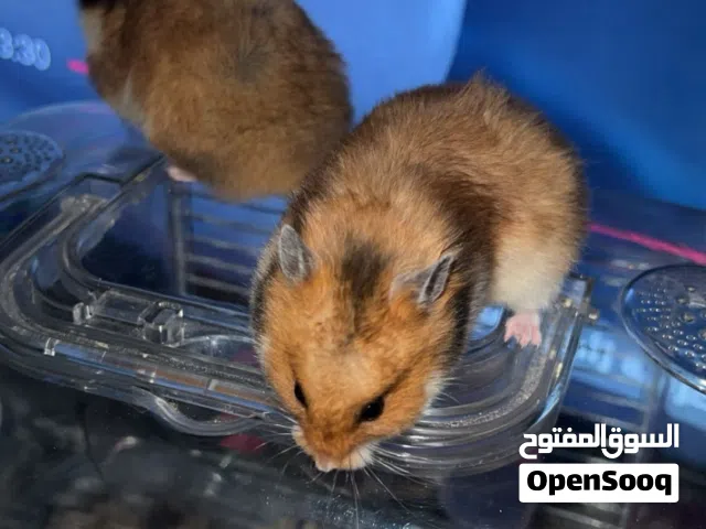 هامستر سوري طويل الشعر ، Teddy Bear hamster