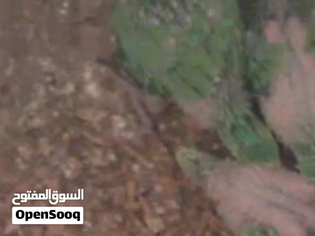 للبيع فروخ متو الاخضر صحة ونظافة