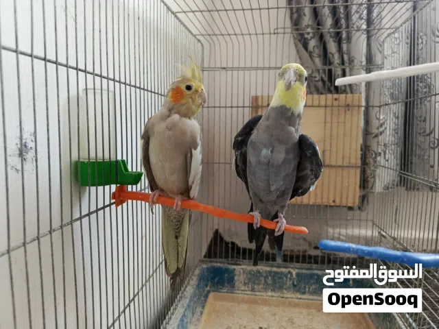 جوز كوكتيل الذكر اليف والانثى منتجه مع قفص كبير وكوخ
