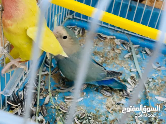 كوبيا روز ربي يبارك