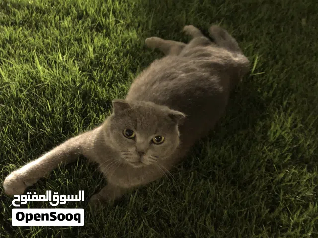 قطة سكوتش انثى