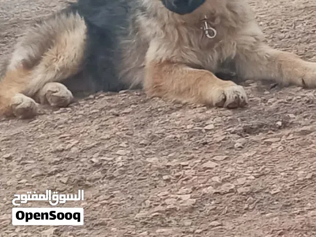 جروه نثاء عمر 4 اشهر وشي مطعمه