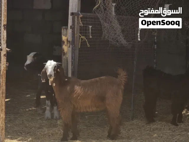 تيس من حلال بكستاني