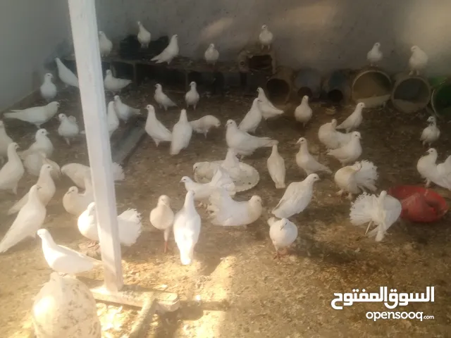 حمام فرنسي وهزاز شمسي شغال كامل