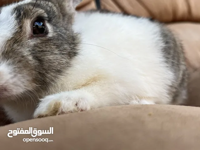 ارنب عماني نشيط