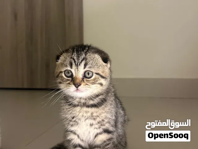 Scottish Fold Kitten for Sale
