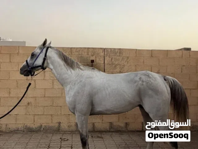 حصان للبيع