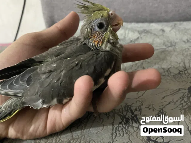 افراخ كوكتيل للبيع