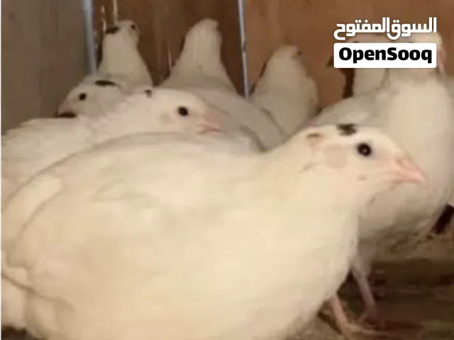 بيض سمان تكساس الأصلي مخصب
