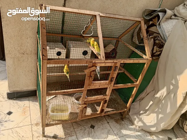 قفص مع طيور الحب عدد ثمانية. وثلاث اعشاش كبيرة.