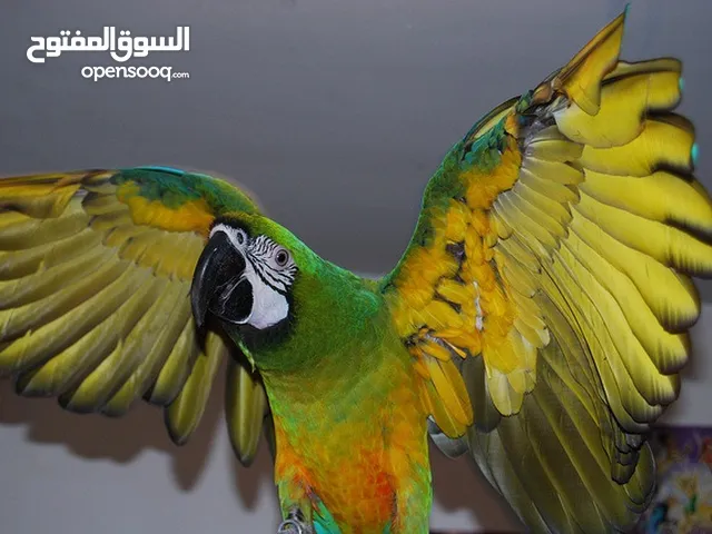 Miligold macaw available