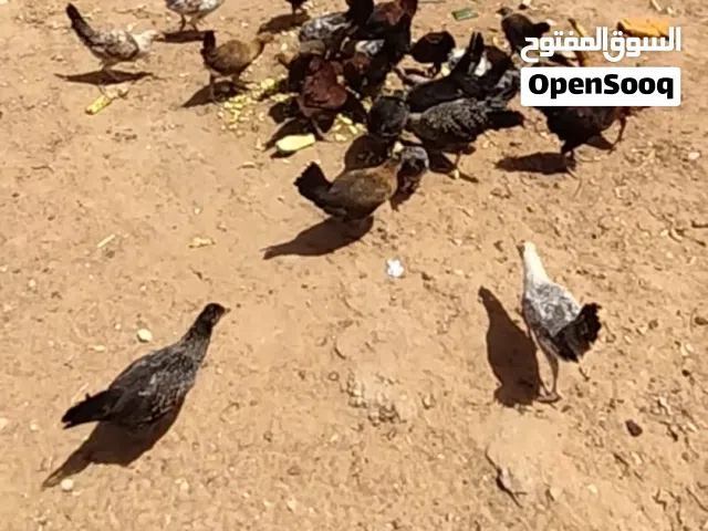 فرايج وعتاتيق للبيع