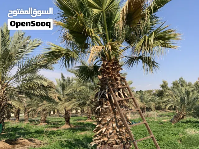 شجر واشنطونية نخيل