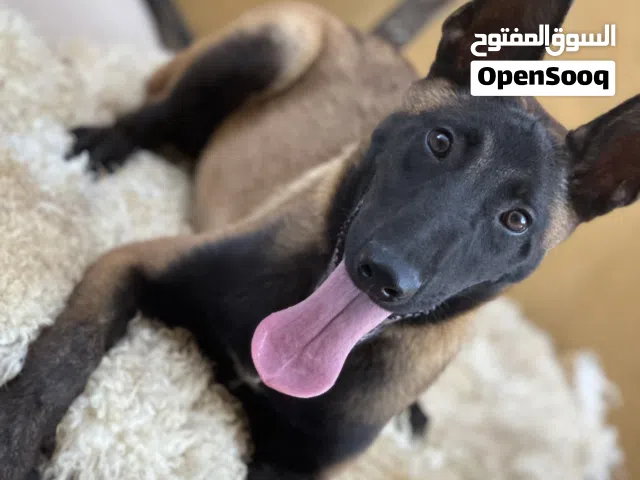 جرو ذكر مالينو شراسه
