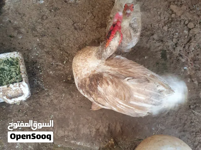 بط مسكوفي أبيض للبيع