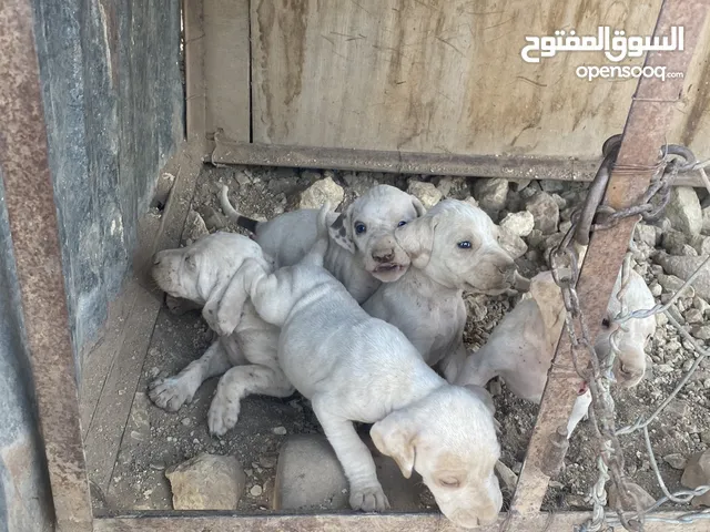 جراء بوينتر مع الام