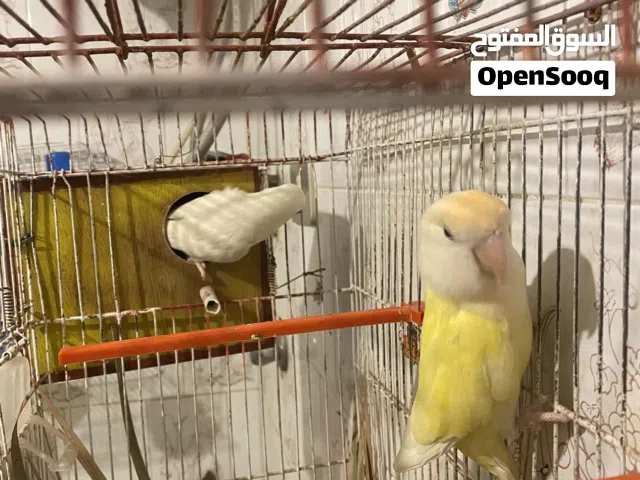 سلام عليكم كوبيه روز الالبينو مصوقره