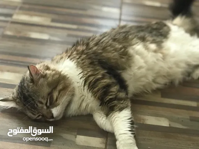 قط شيرازي كيوت