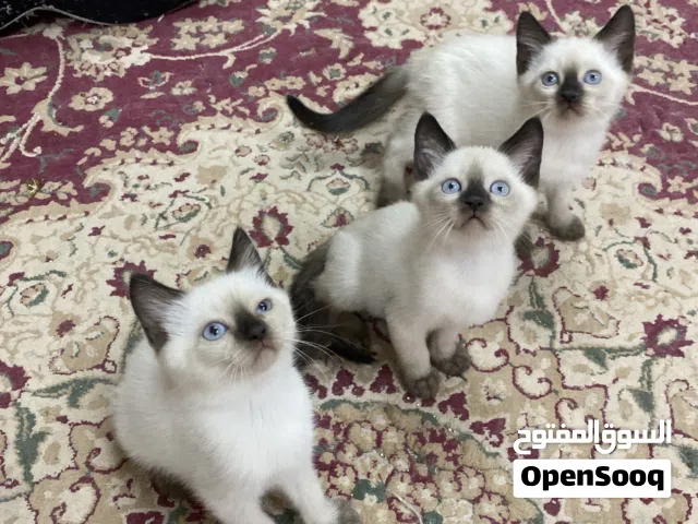 Pure saimese kittens