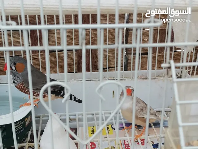 طيور للتبني في دبي: الطيور : جميع الأنواع
