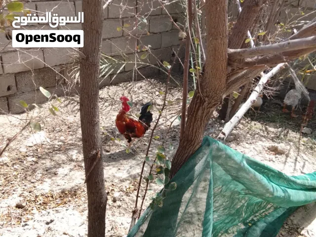 ديج ابو ركيبه عربي اصلي