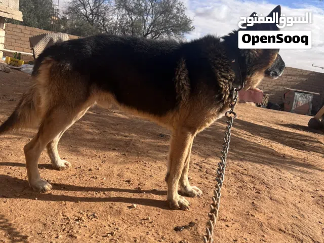 كلب كستم للبيع انتاج ربي يبارك