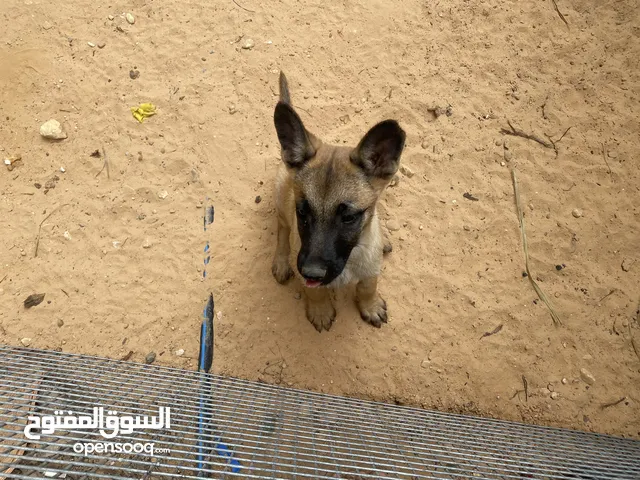 كلب مالينوا للبيع
السعر:950
اللون:بني+اكحل