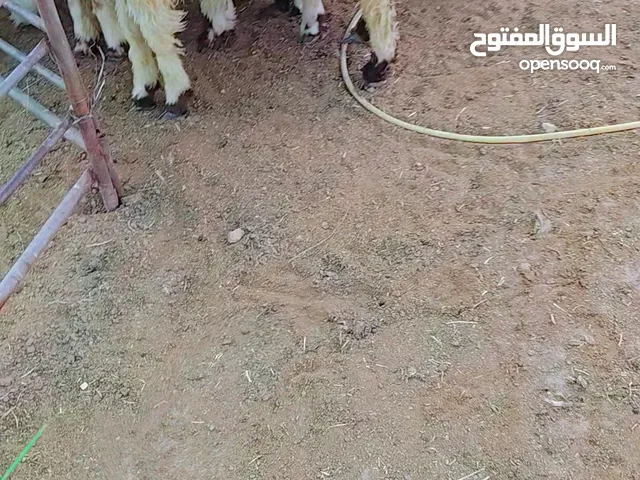 ذبايح محلي نعيمي