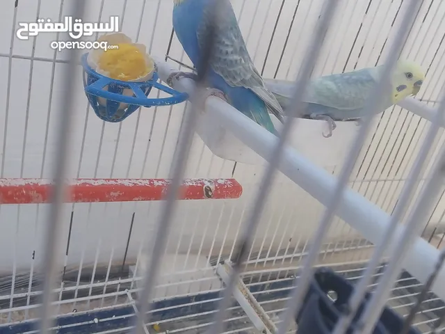 جوز ريمبو للبيع