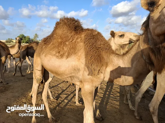 قعدان موس للجزار والمناسبات