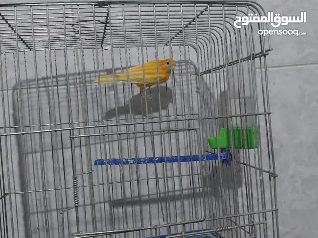 فحل زي نار