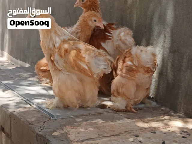 متوفر 2كوبيات ليموني طوق ابيض
