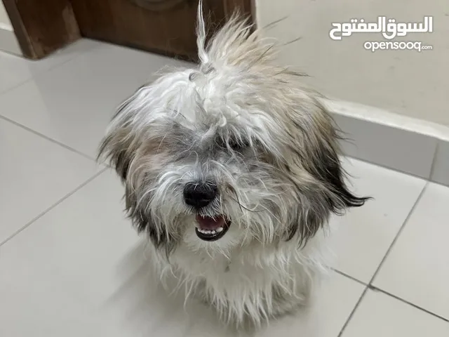 كلب تشيتزو انثى العمر 6 اشهر مع ملحقاته