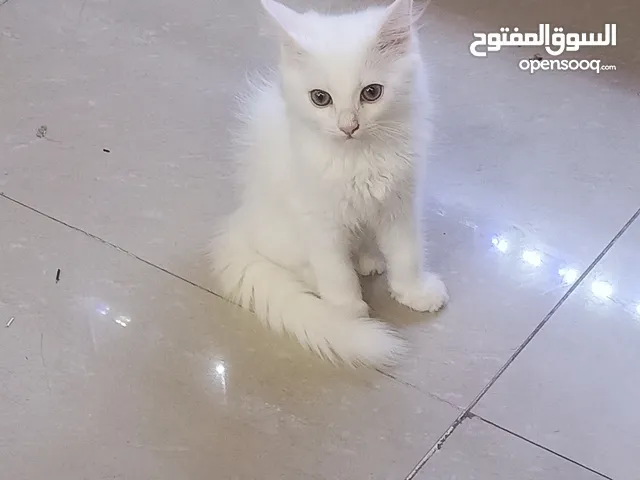 Persian kitten blue grey eyes 