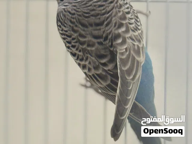طيور حب  بلاك فيس  رمادي و ازرك انتاجي طيور جيدة صحة وجسم حلو مرتبات