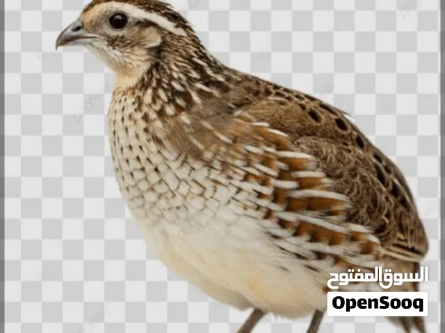 مطلوب صيصان سمان