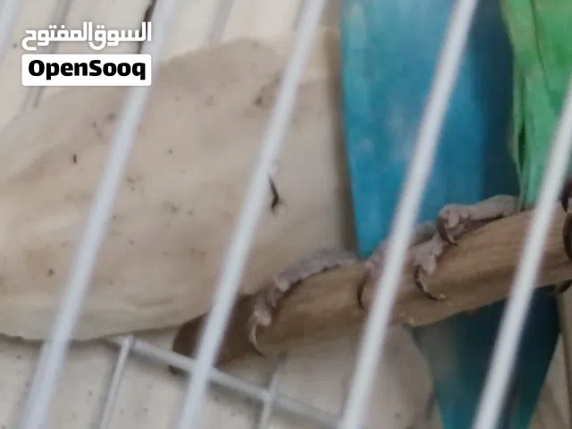 السلام عليكم متاح دكر ربي يبارك