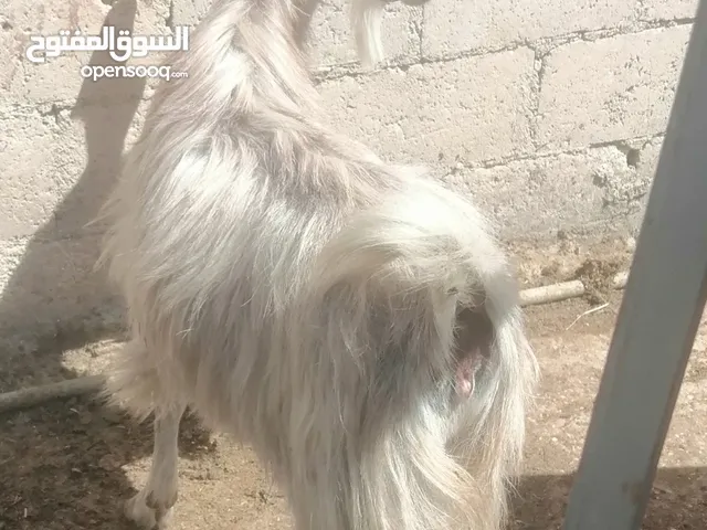 عنزين للبيع لحم وحليب