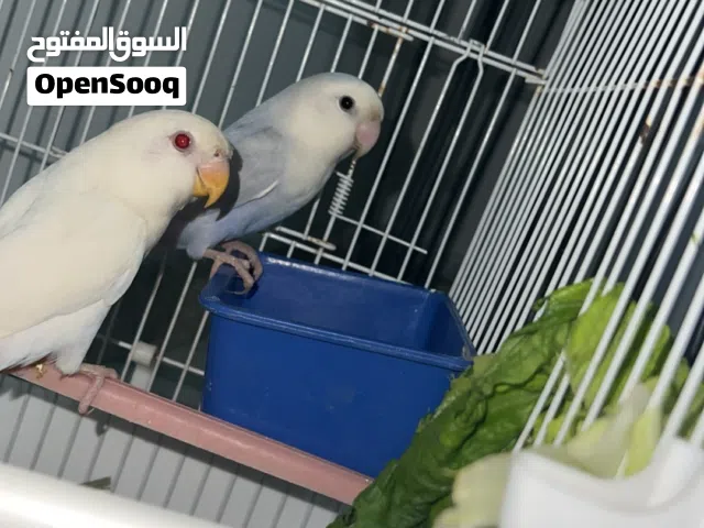 كوبيا روز للبيع