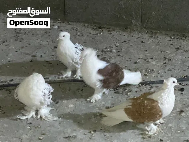 حمام مفتل  جانبو زوجين الحمام بصحه جيده مايات مكاني البصره الزوج