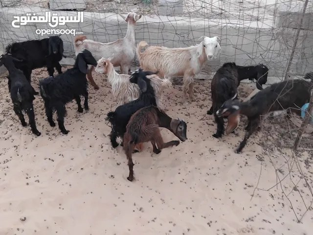بسم الله توكلنا على الله يوجد لدينا 6 عنايق معاهم 4 جديان للبيع ب550 دينار الواحد
