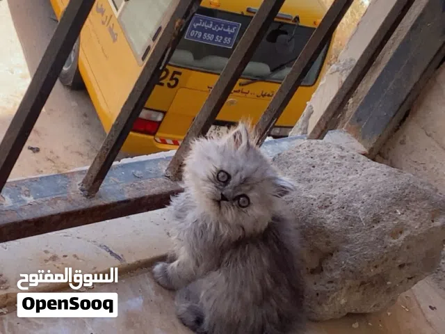 ذكر هملايا 3 شهور