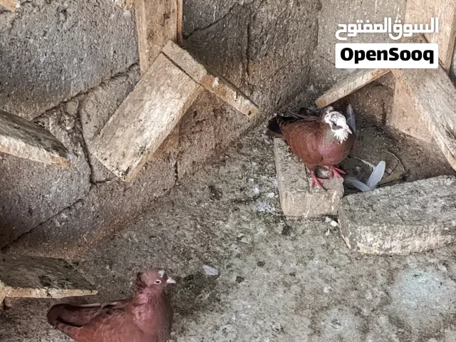 حمام حمر زوج  للبيع