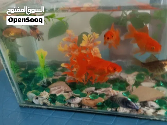 سمك  زينه قولد فش احجام حلوه  اللوان  انيقه للبيع بدك سمكه  او خمسه او 10 قد ما بدك موجود