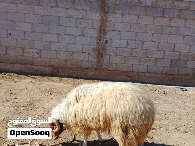 خروف اعواس المفرق الحى الجنوبي